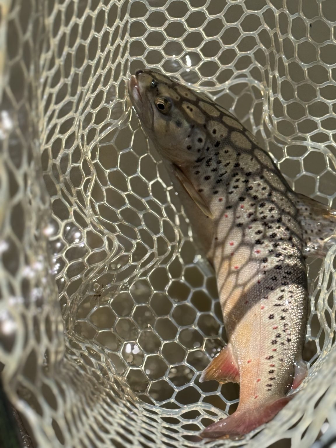 Close-up of a brown trout resting in a landing net